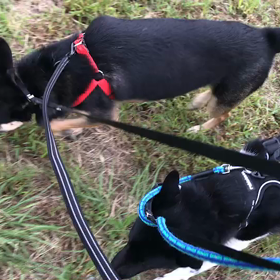 ♪お散歩動画♪代々木公園♪の画像