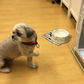 吠える元気はある。の画像