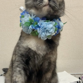 お手できますの画像