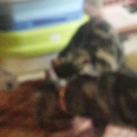 食欲旺盛の朝だぞ！食器は2つにしろ！の画像