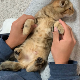 ”1月13日　ふれあい譲渡会のお知らせ”の画像