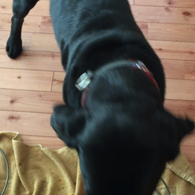 おすわりの画像