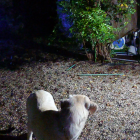 ひたすらの画像