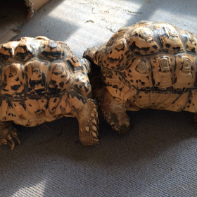 ヒョウモンズ の戦いの画像