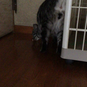 やさしい鳴き声とスリスリの画像