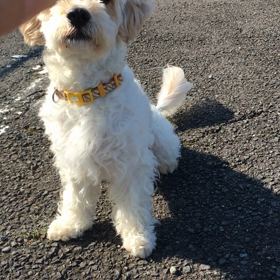 当たってもうたの画像