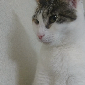 上から目線の画像