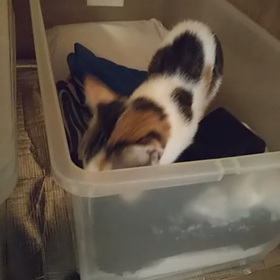 楽しい？あらし(=^ェ^=)の画像