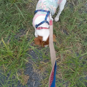 ぐんちゃんクンクン探険隊の画像