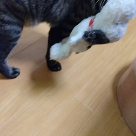 動くまめぞうさん( *´艸｀)の画像