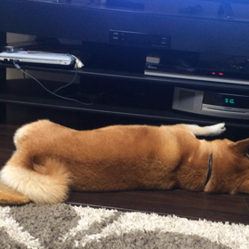 がんばるはなの画像