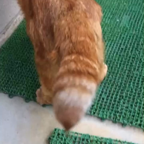 ぽんちゃん(107) 心がつよい天使の画像