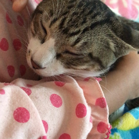 里親募集中のスミくん、ゴロゴロタイムの画像