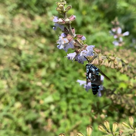 波瑠璃紋花蜂　　ぶるーびーの画像