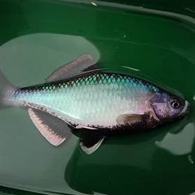 ミナミアカヒレの画像