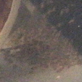 ホワイトコンビクト × ブルータイガーパロット  稚魚の画像