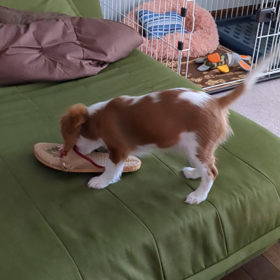 お騒がせうに吉の画像