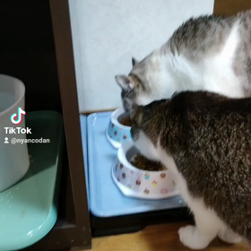 ユキルウかわゆし#Rosefamily #ニャンデジの画像