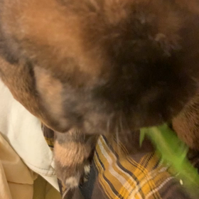 そんなにタンポポが好きなんか？の画像