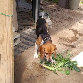 今日のちょこちゃん(動画)の画像