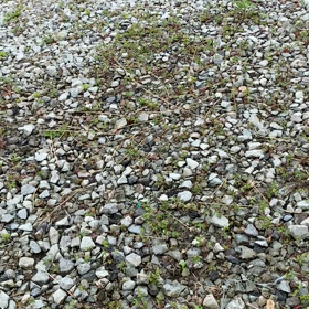 カエルがないた(笑)の画像