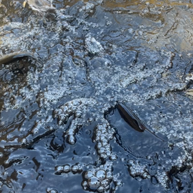 小鱒放流２日目！の画像