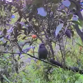 すぎぴたんの事件簿シーズン3　226話（最後の金柑、ヒヨドリ）の画像