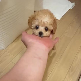 ❤️きまりましたピーチゼリーくん動画の画像