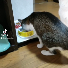 ユキルウかわゆし#Rosefamily #ニャンデジの画像