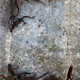 先日のガサガサ結果　その1の画像