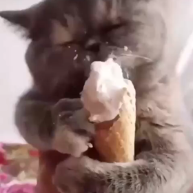 猫とソフトクリームの画像