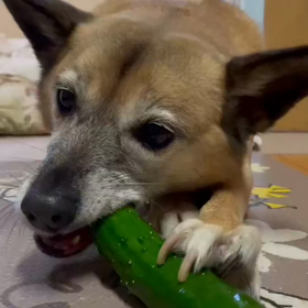 きゅうり大好きの画像