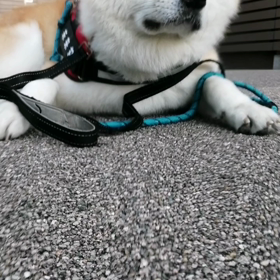 日に日に、散歩ペースが遅くなっている。未来丸大丈夫か❓散歩スタートのお家の中でも「死んだふり」での画像