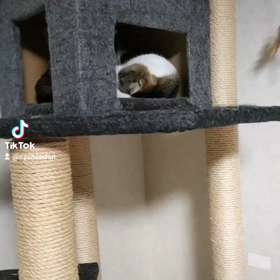 ユキルウかわゆし#Rosefamily #ニャンデジの画像