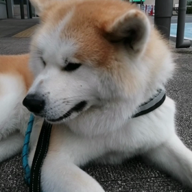 さわやかな朝＼(^o^)／散歩大好きな❓未来丸と朝散歩。三ヶ所の休憩ポイントでしっかりダラダラしの画像