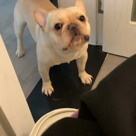 肉団子の一日の画像