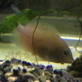 ブルータイガーパロット × ホワイトコンビクト  産卵の画像