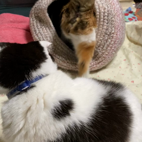 陽はまた昇る！の画像