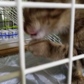 ６月30日、毛繕い。の画像