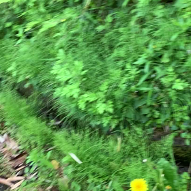 ウグイスの画像