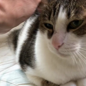 ガス電気ぐ4月から上がる？手が出る新入りマリーの画像