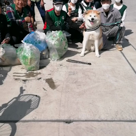 第三日曜日朝8時集合で駿河区高松海岸清掃活動に未来丸と一緒に行ってきました。今朝もグリーンバードの画像