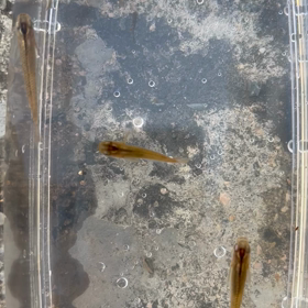 先日のガサガサ結果　その3の画像