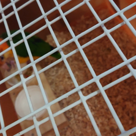 置き餌。の画像