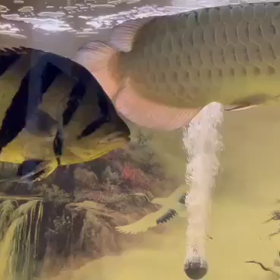 ついに伝説の魚シャムタイガー輸入します！の画像
