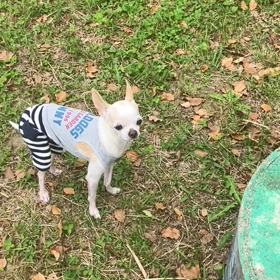 ぴょーんチワワの画像