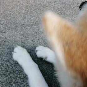 暑くなりそうな朝。最初から薄着で散歩スタートした飼い主。イヤイヤでも付いてきた未来丸。グイグイをの画像