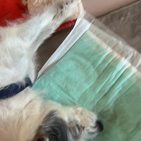 寝たままご飯と水を飲む様子の画像