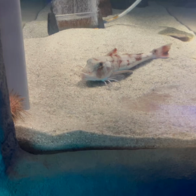 流氷を見に行く旅34クリオネちゃん登場の画像