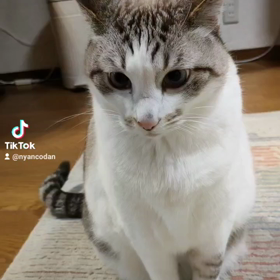 ユキルウかわゆし#Rosefamily #ニャンデジの画像